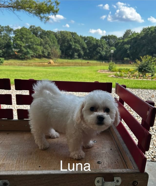 Bichon Frise Puppies media 5