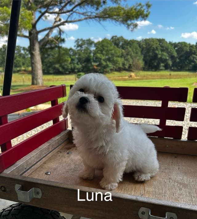 Bichon Frise Puppies media 6