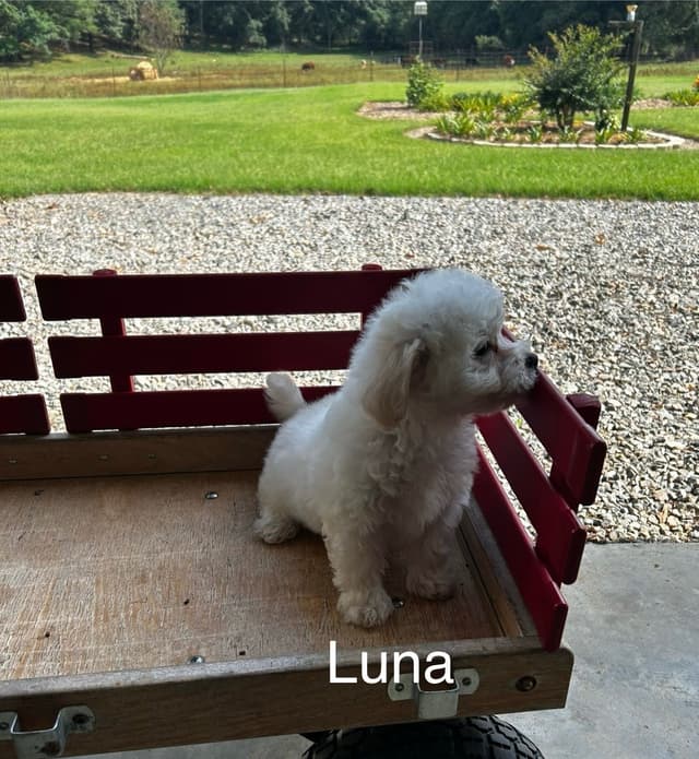 Bichon Frise Puppies media 7
