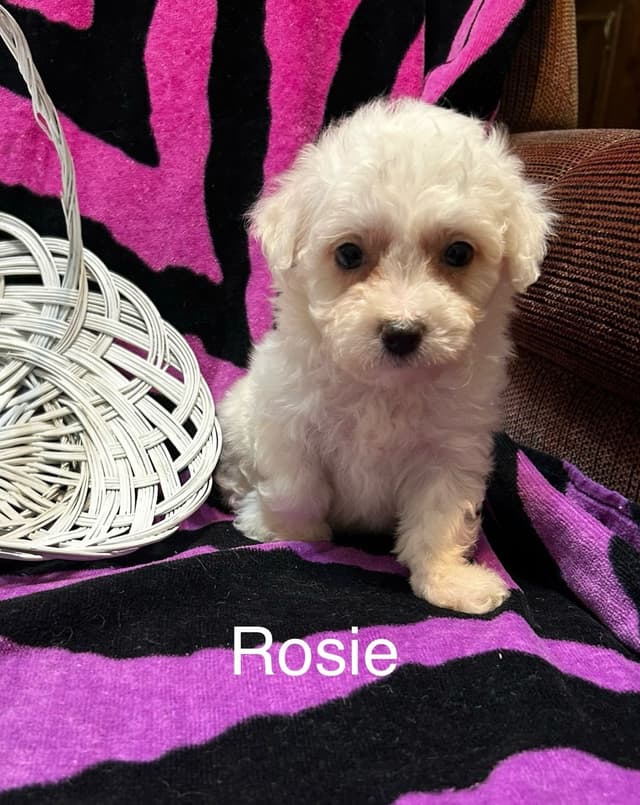 Bichon Frise Puppies media 2
