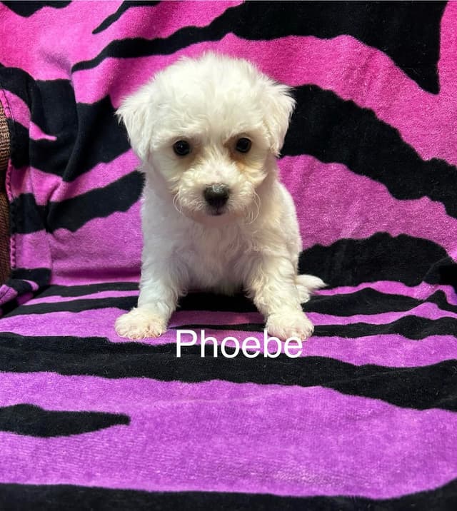 Bichon Frise Puppies media 5