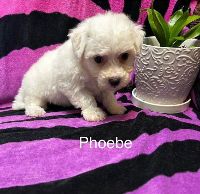 Bichon Frise Puppies media 6