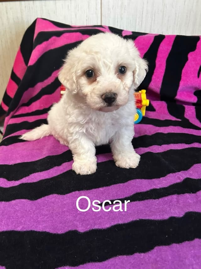 Bichon Frise Puppies media 2