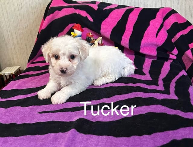 Bichon Frise Puppies media 3