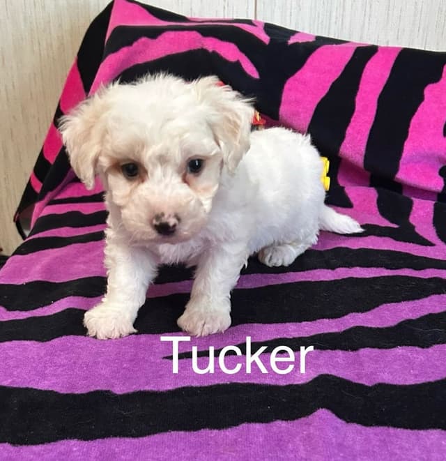 Bichon Frise Puppies media 4