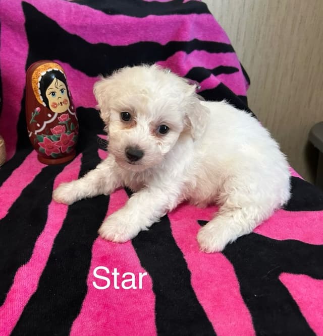 Bichon Frise Puppies media 5
