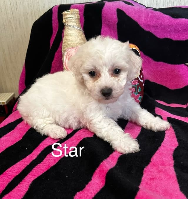 Bichon Frise Puppies media 6