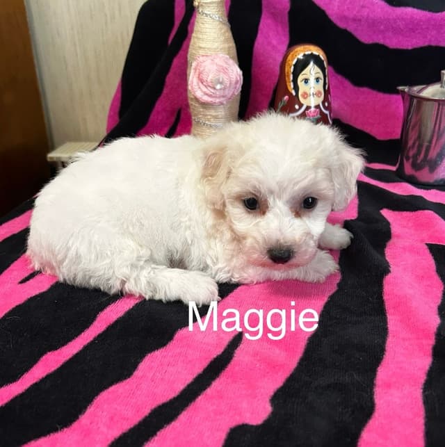 Bichon Frise Puppies media 7