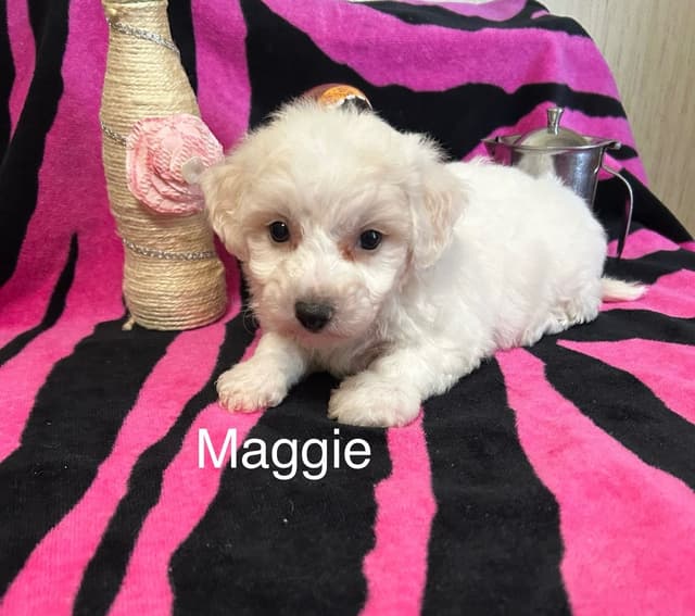 Bichon Frise Puppies media 8