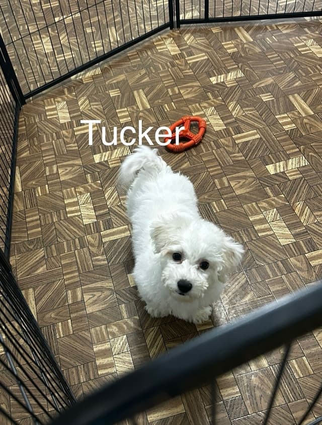 Bichon Frise Puppies
