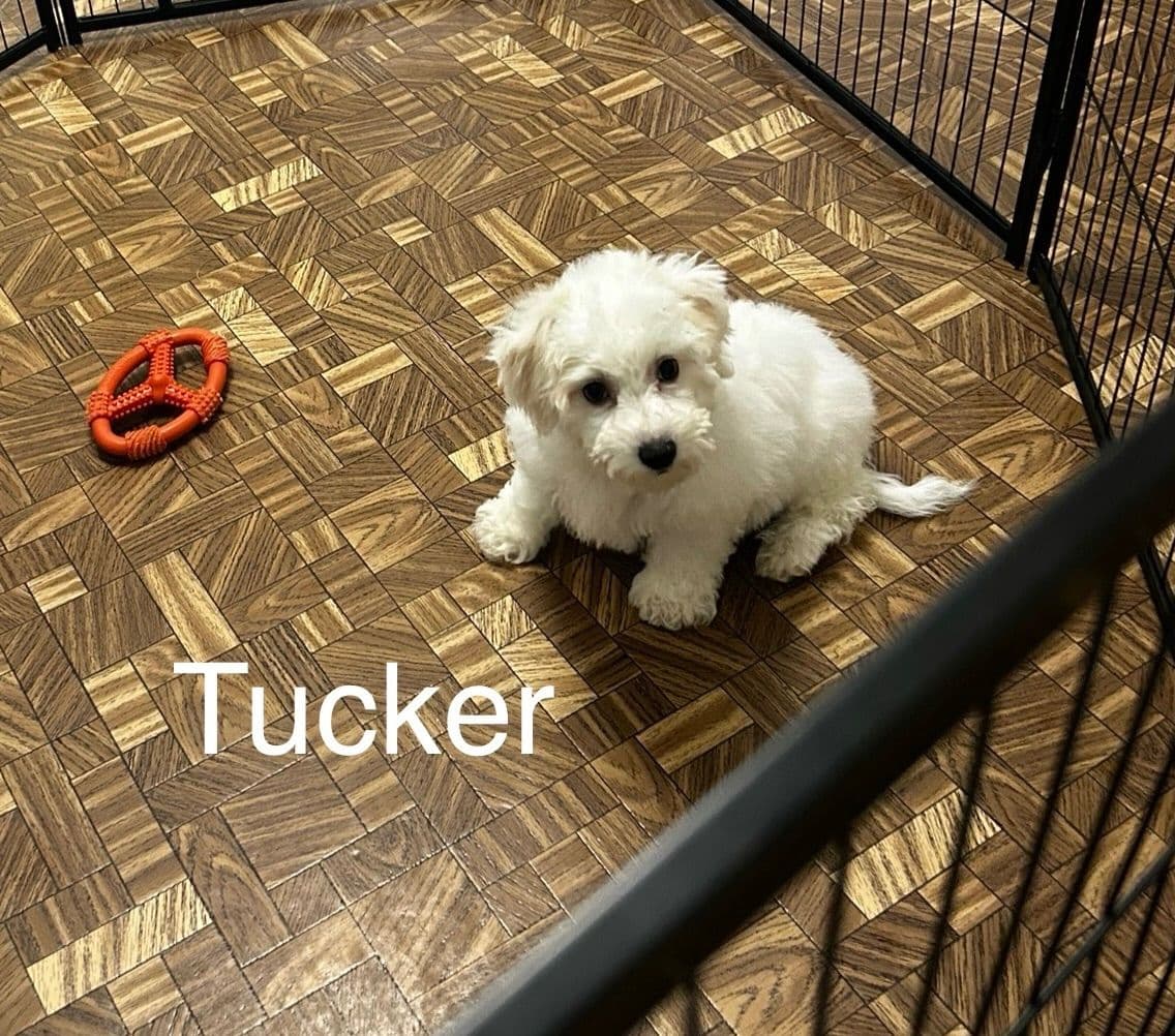 Bichon Frise Puppies photo 3