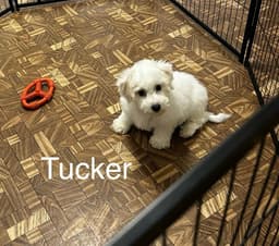 Bichon Frise Puppies thumbnail 3
