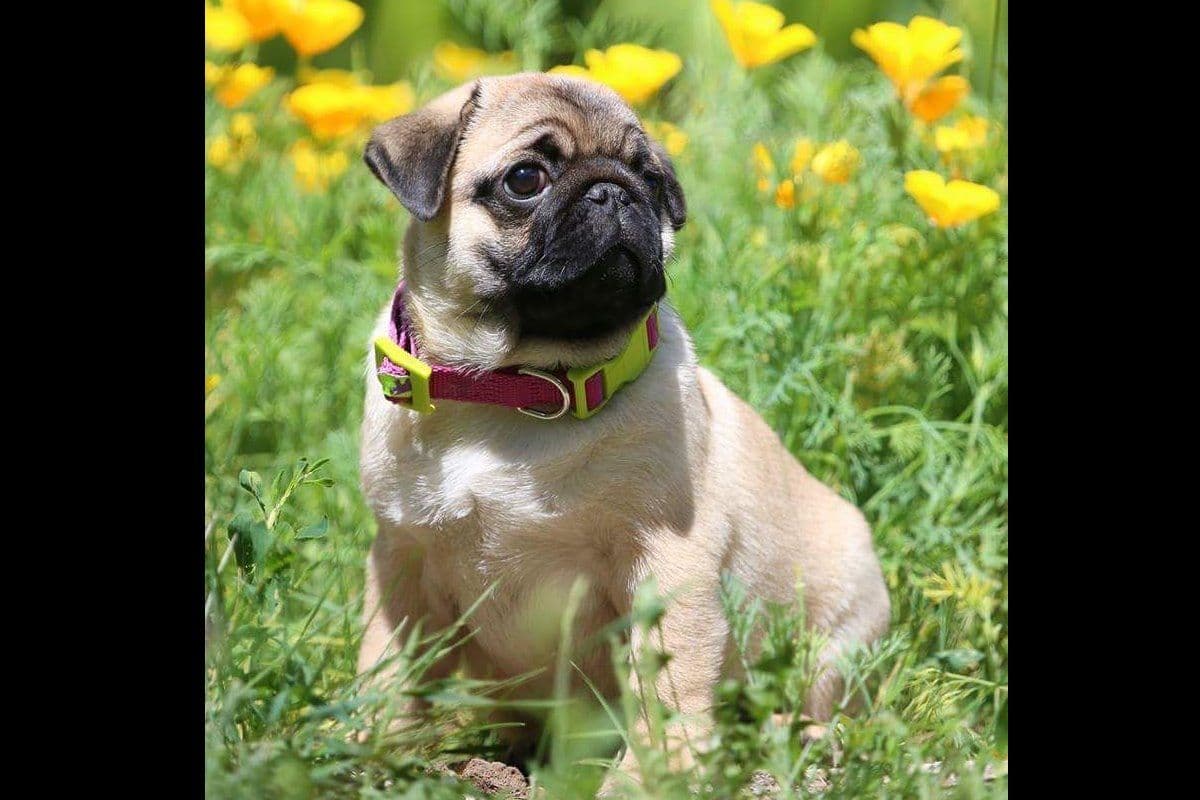 French Bulldog Puppies breeder image 1