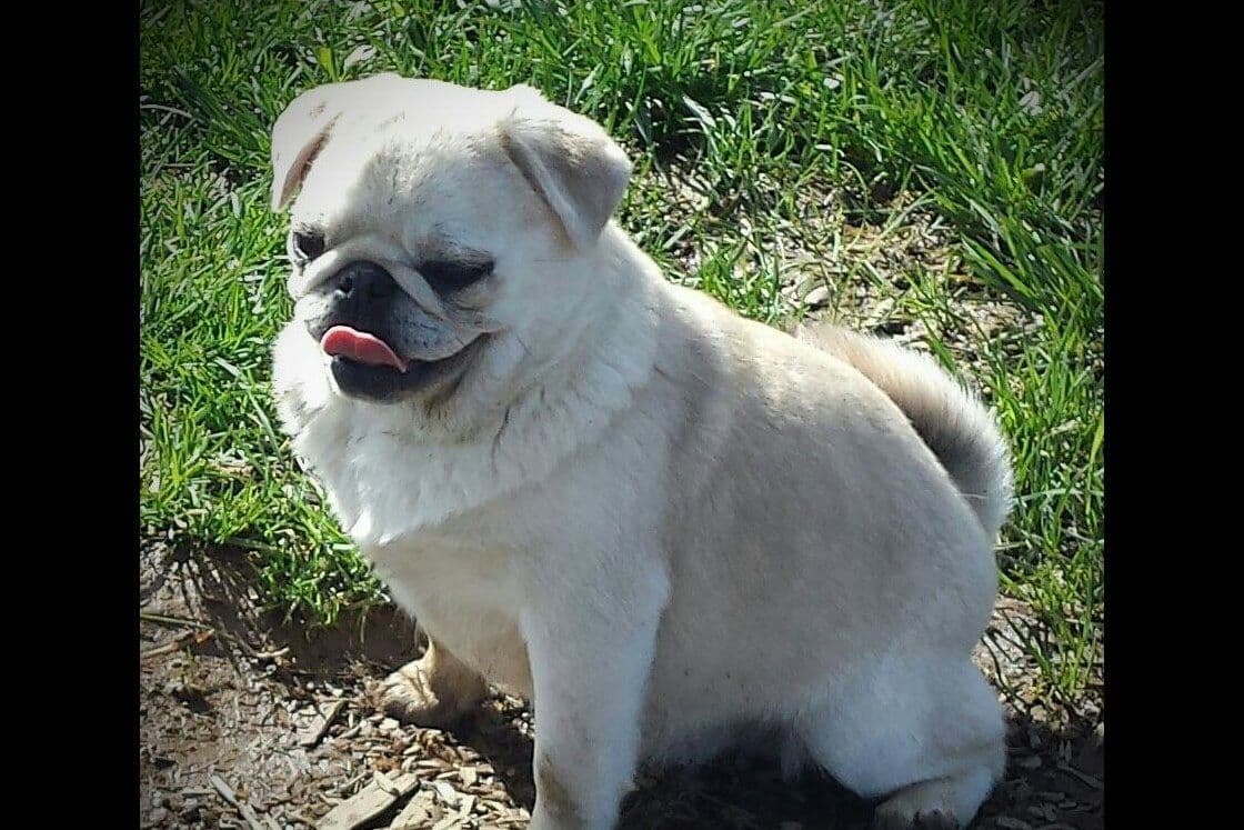 French Bulldog Puppies breeder image 3