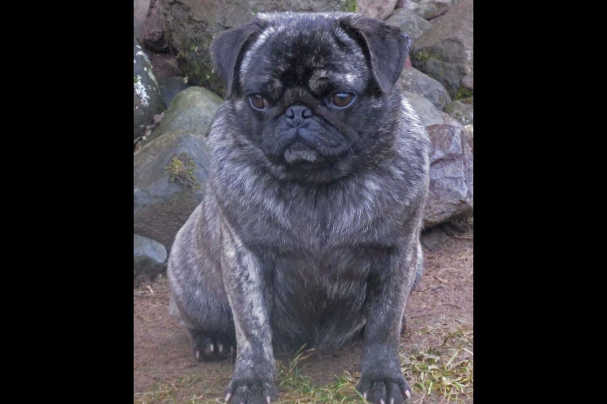 French Bulldog Puppies breeder image 4