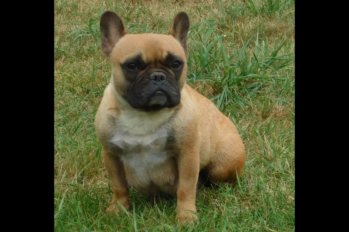 French Bulldog Puppies breeder image 5