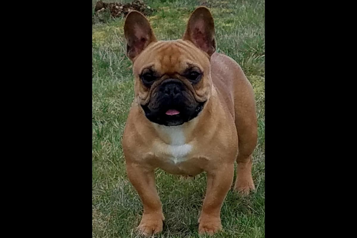 French Bulldog Puppies breeder image 6