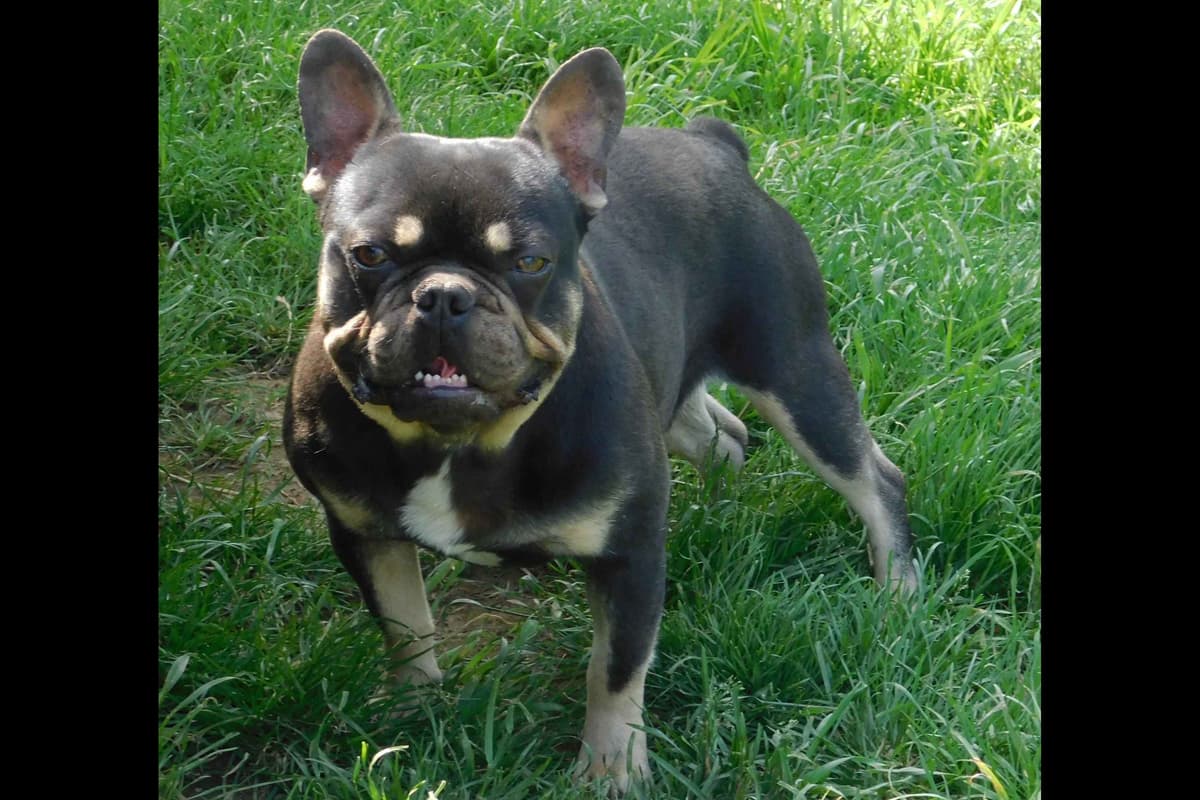 French Bulldog Puppies breeder image 7