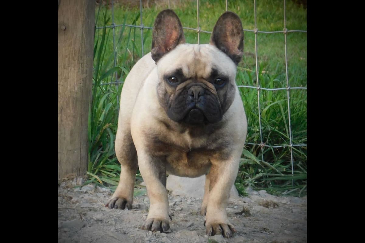 French Bulldog Puppies breeder image 8