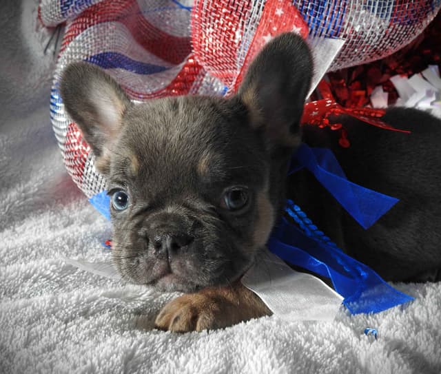 French Bulldog Puppies media 2