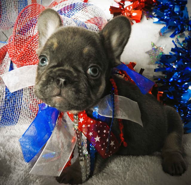 French Bulldog Puppies media 3