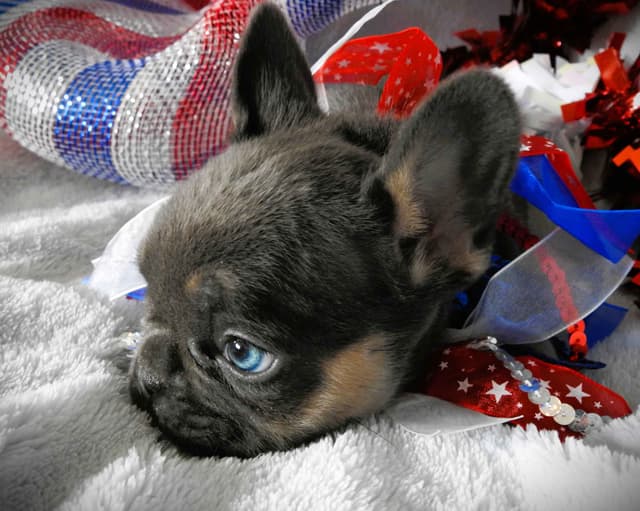 French Bulldog Puppies media 4