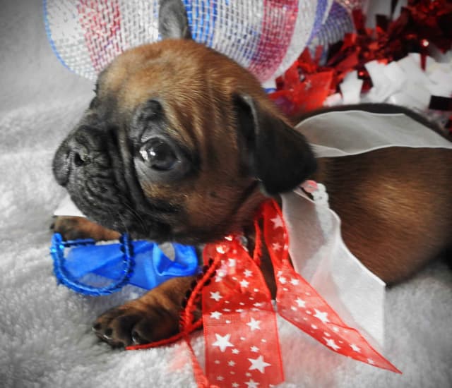 French Bulldog Puppies media 5