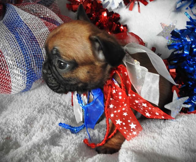 French Bulldog Puppies media 6