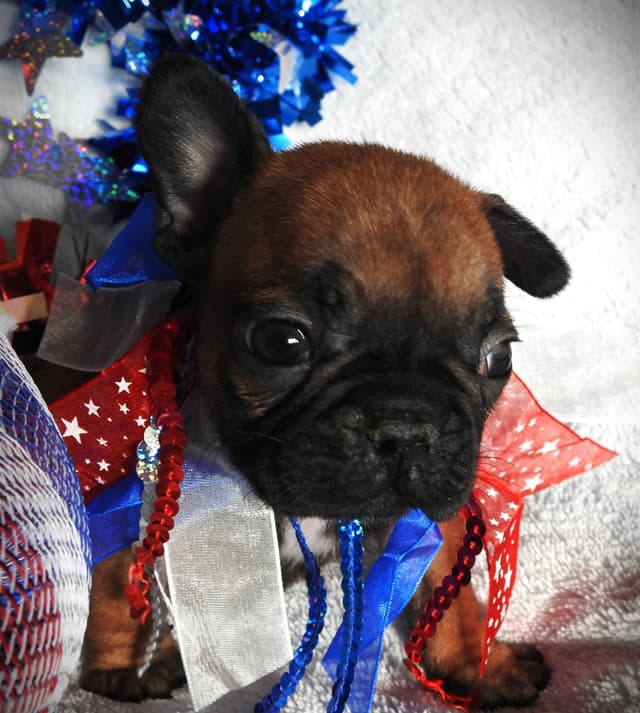 French Bulldog Puppies media 7