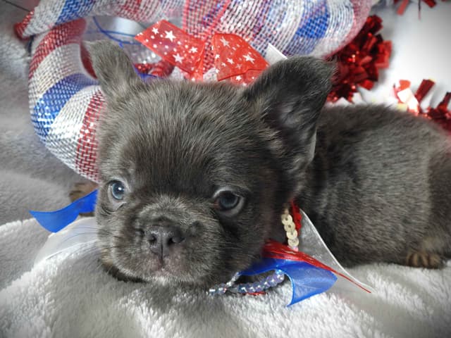 French Bulldog Puppies media 8