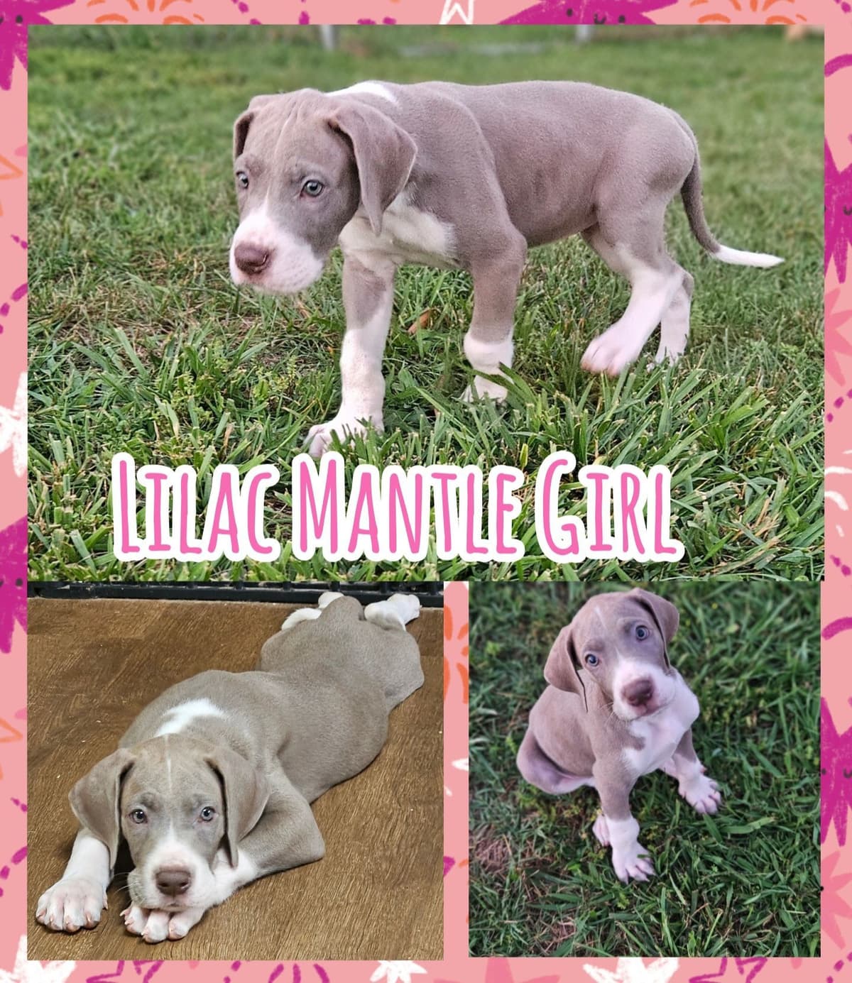 Great Dane Puppies breeder image 2