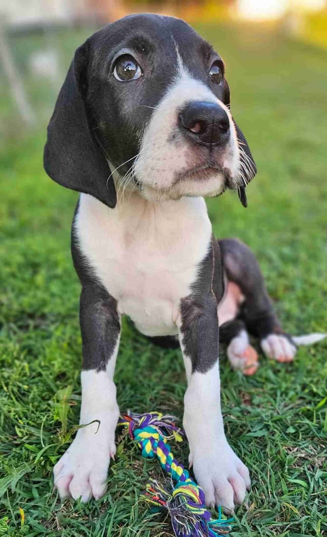 Great Dane Puppies media 2