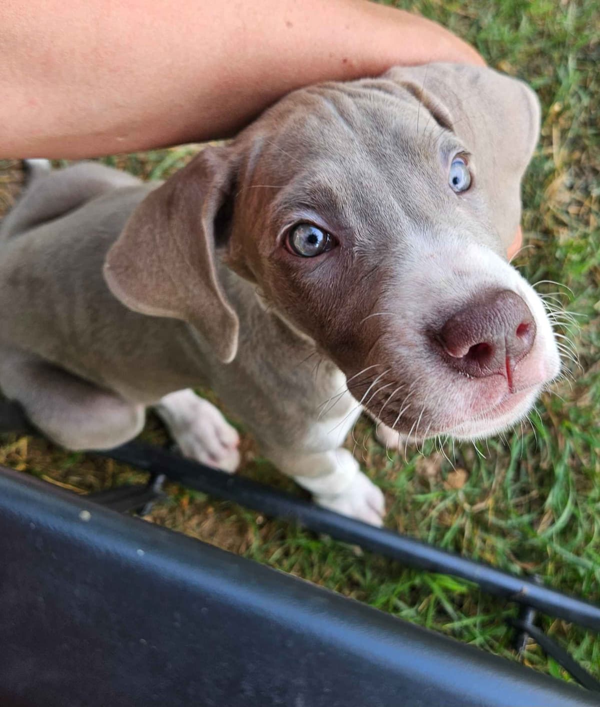 Great Dane Puppies breeder image 3