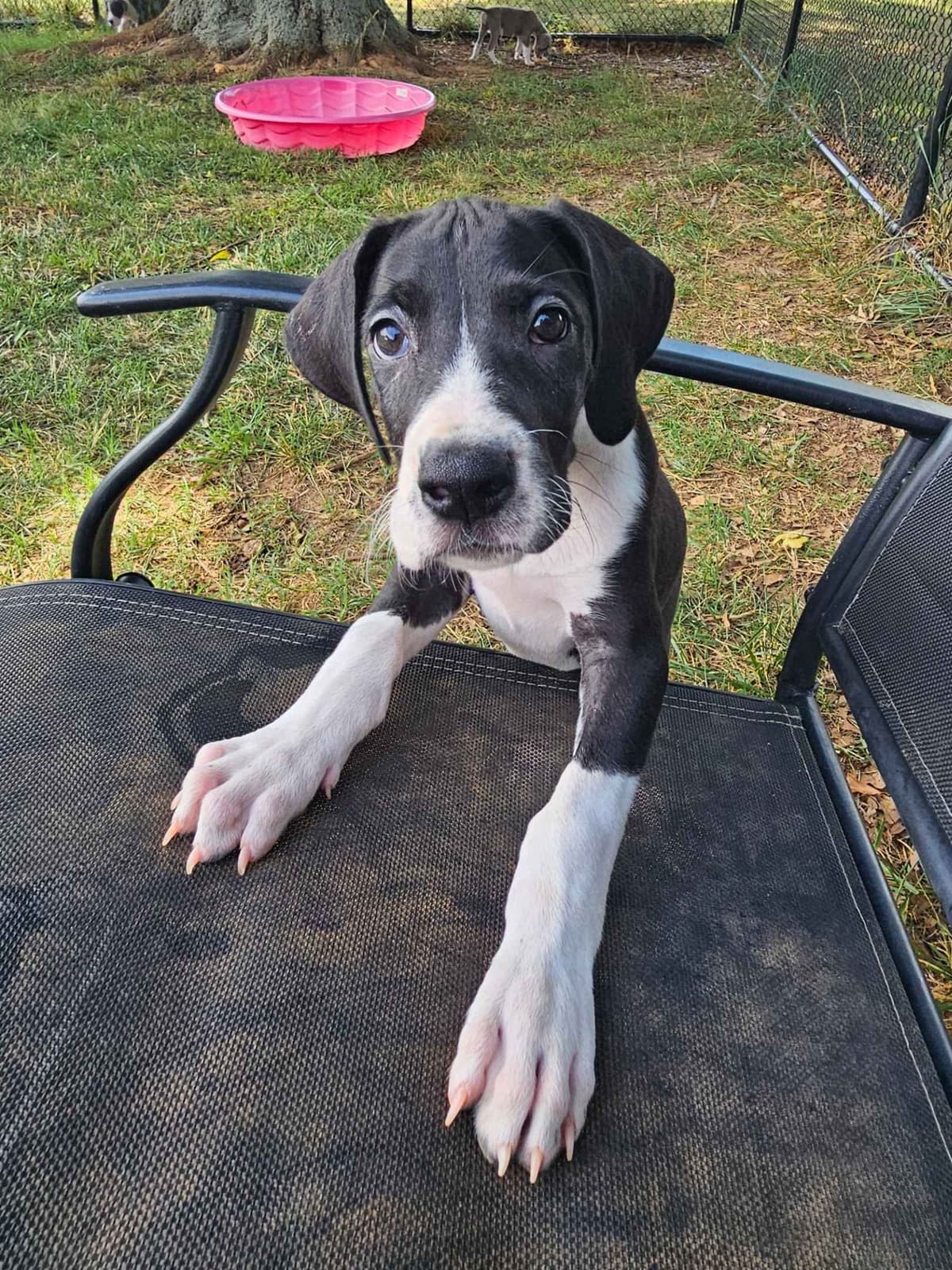 Great Dane Puppies breeder image 4