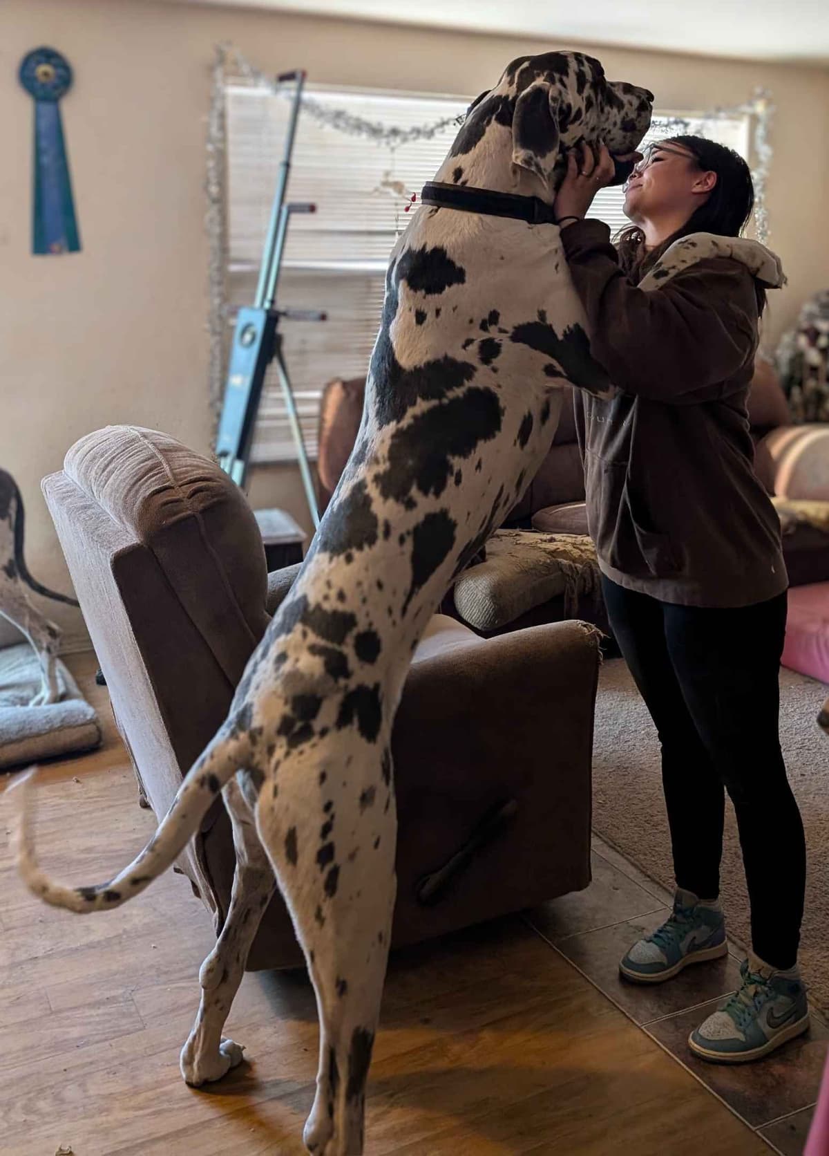 Great Dane Puppies breeder image 1