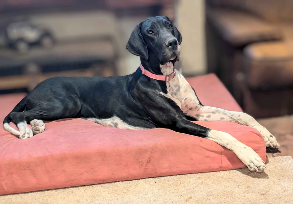 Great Dane Puppies breeder image 5
