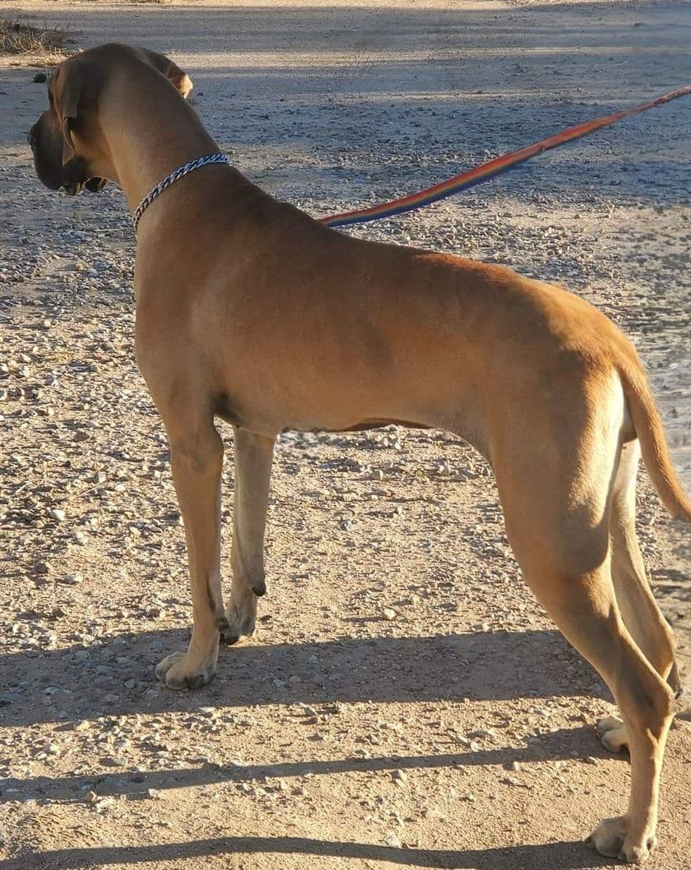 Great Dane Puppies breeder image 6