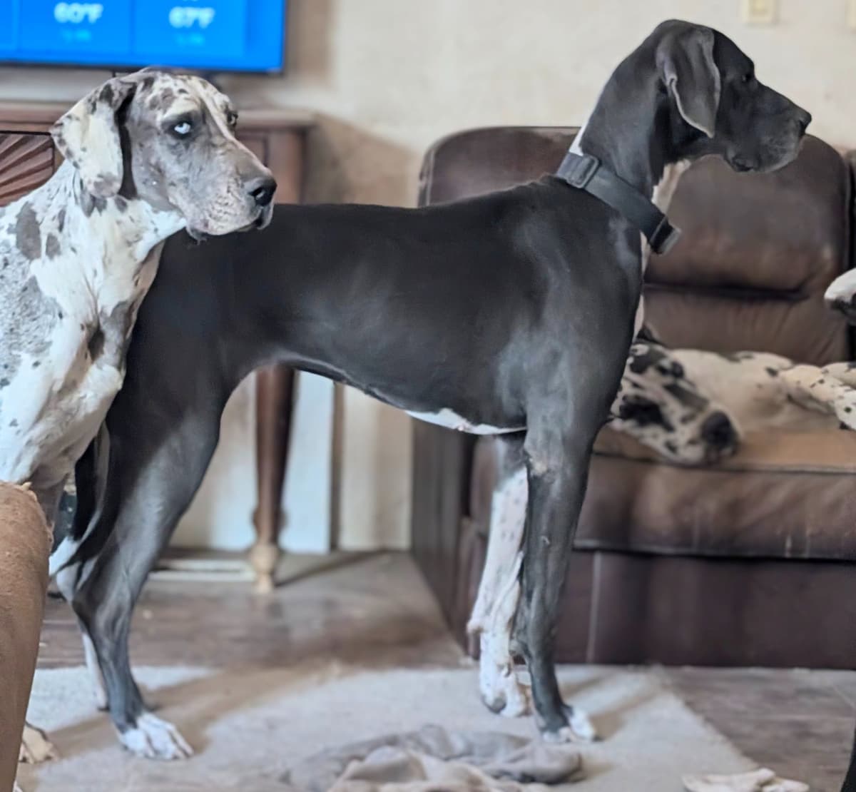 Great Dane Puppies breeder image 8