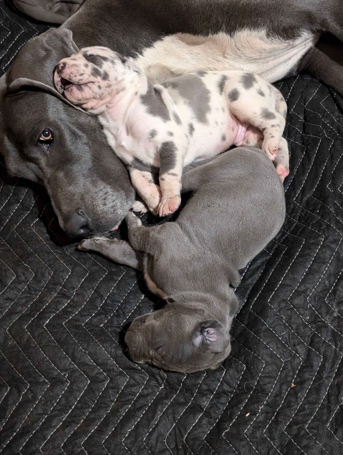 Great Dane Puppies breeder image 11