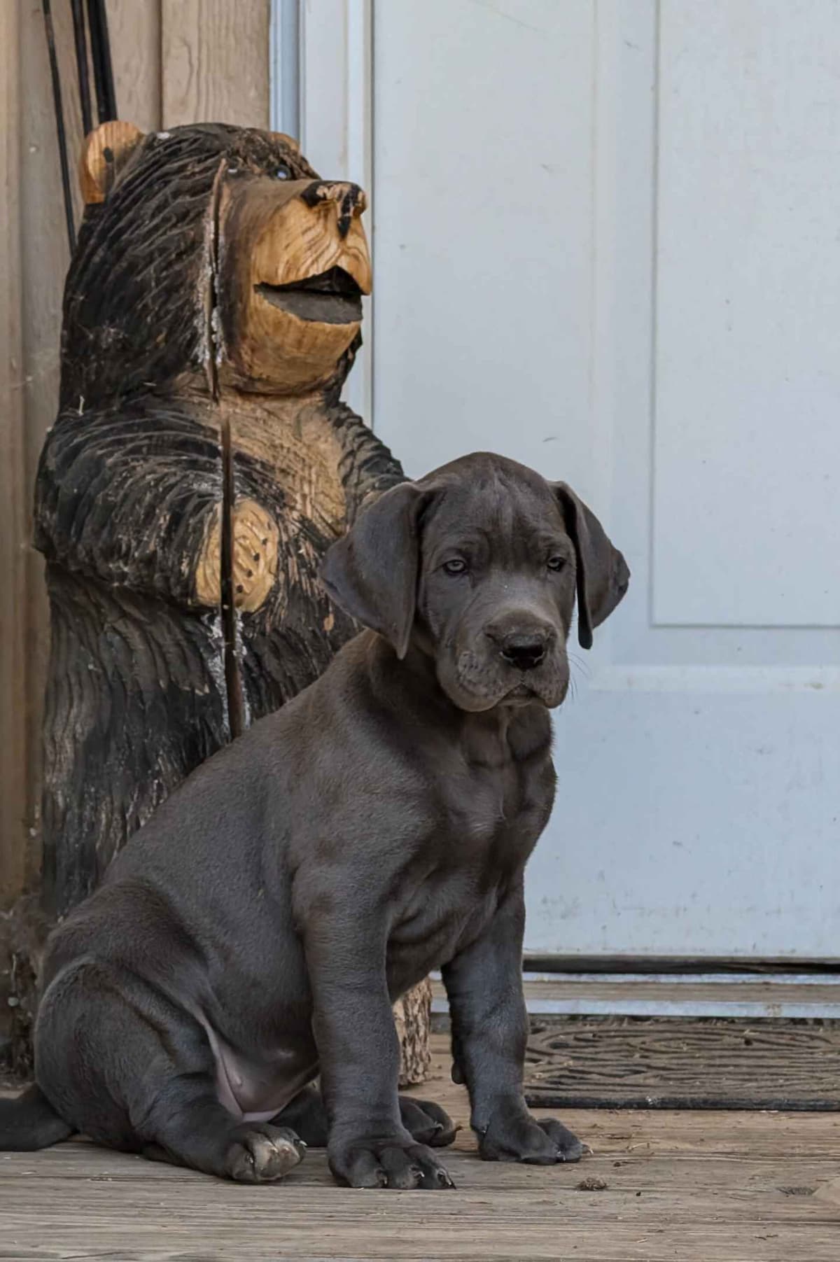 Great Dane Puppies breeder image 12