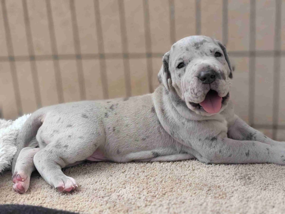 Great Dane Puppies breeder image 13
