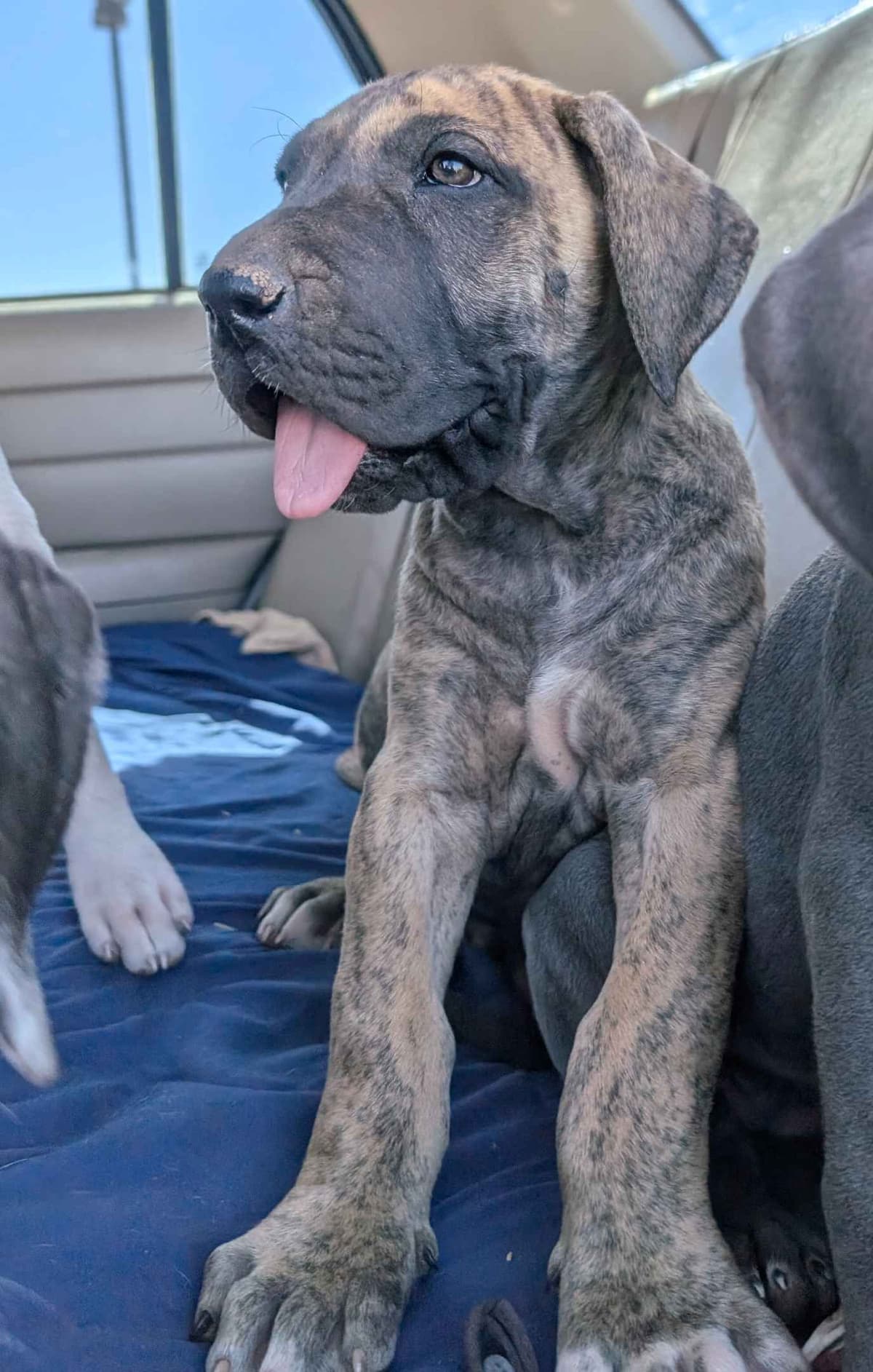 Great Dane Puppies breeder image 14