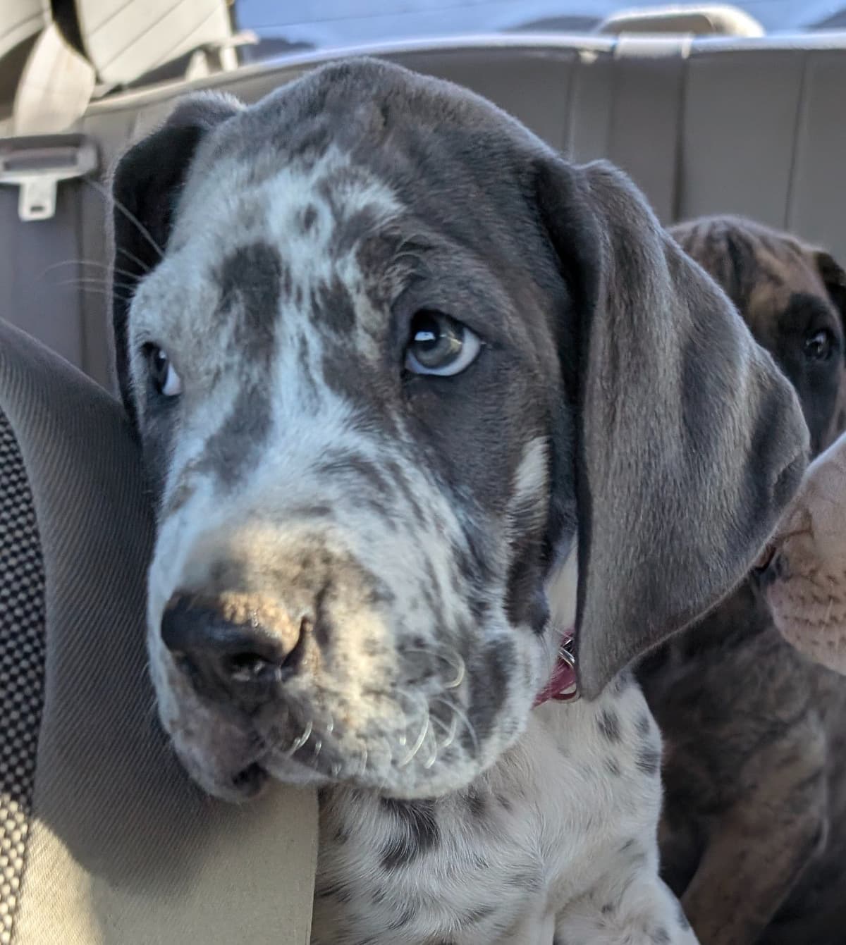 Great Dane Puppies breeder image 16