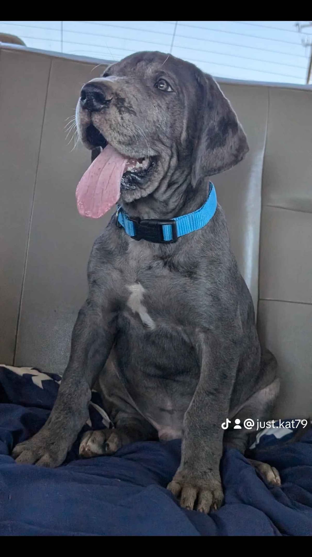 Great Dane Puppies breeder image 17