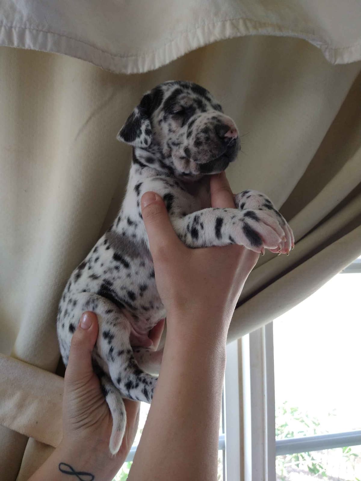 Great Dane Puppies breeder image 18