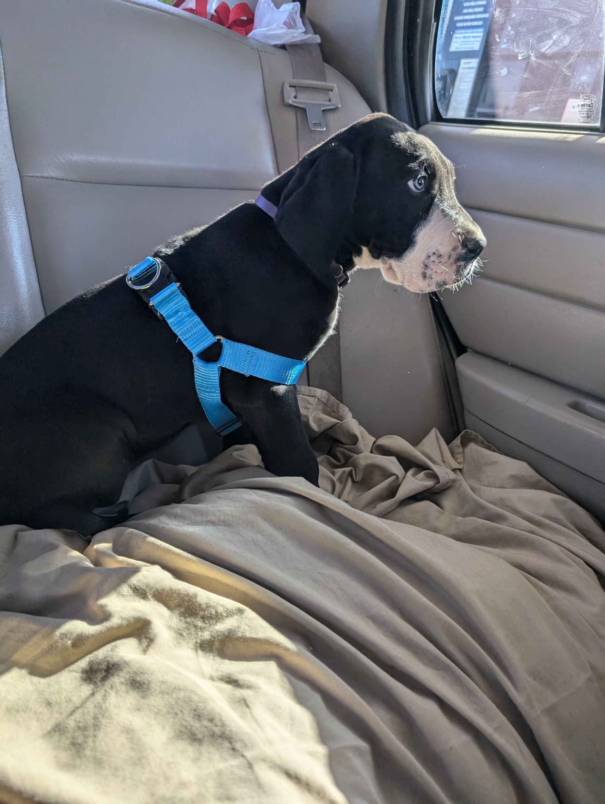 Great Dane Puppies breeder image 19