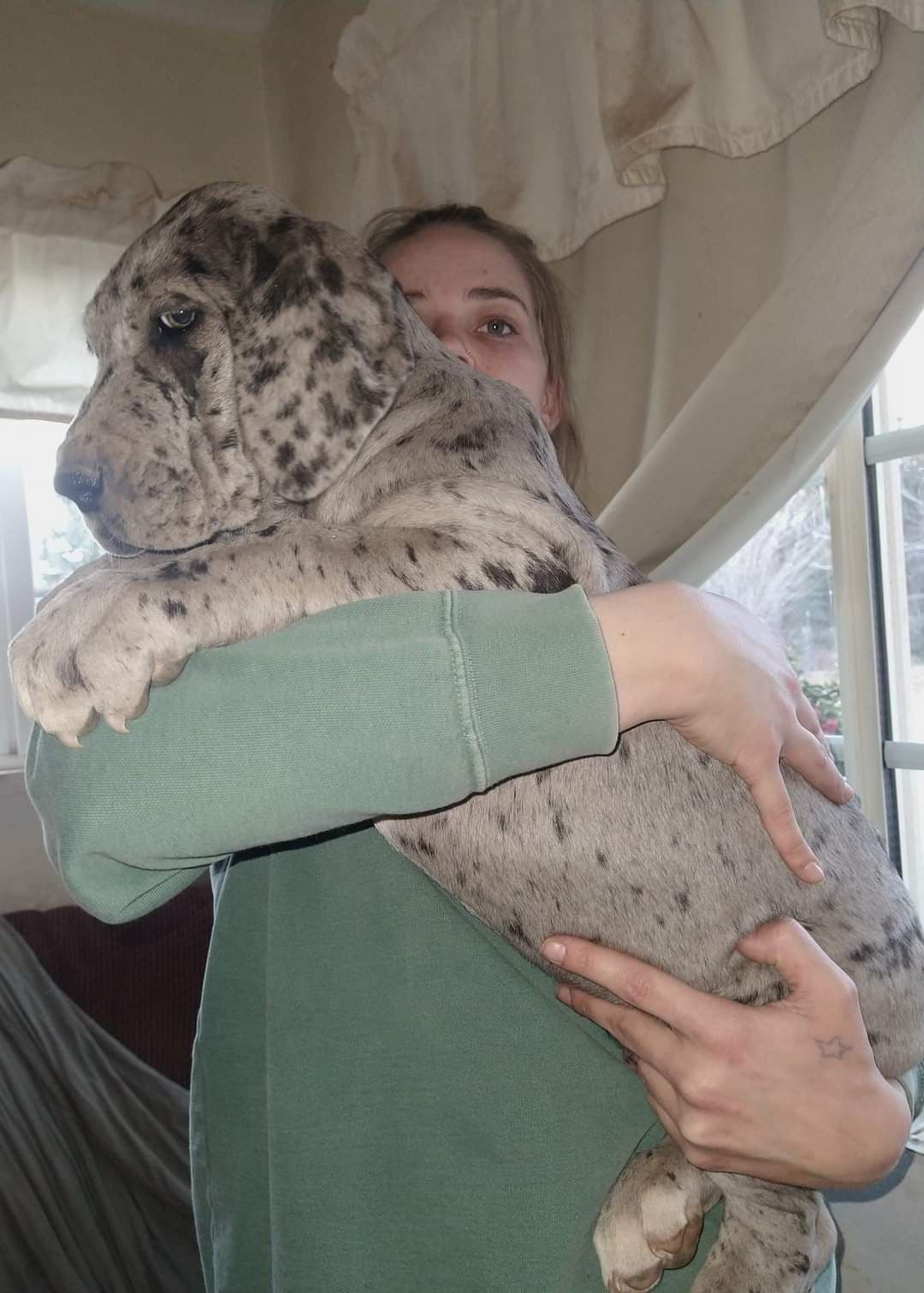 Great Dane Puppies breeder image 21