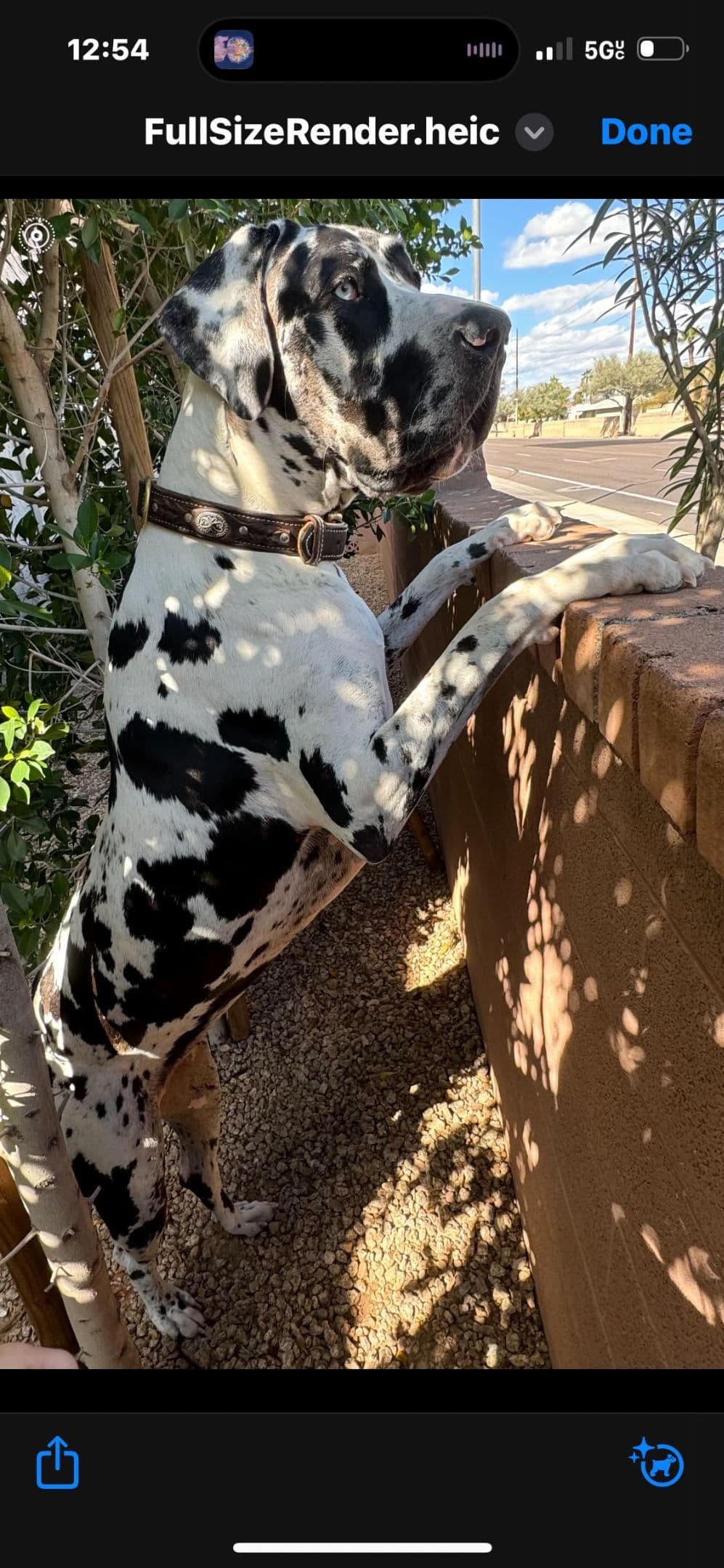 Great Dane Puppies breeder image 22