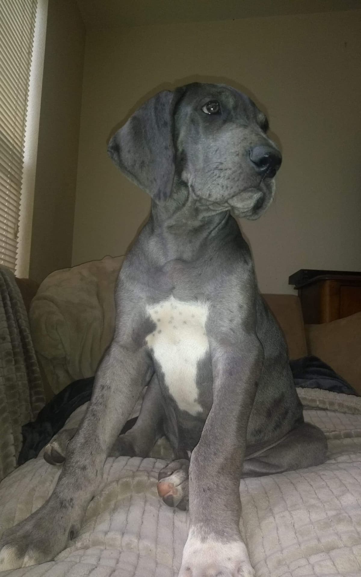 Great Dane Puppies breeder image 23