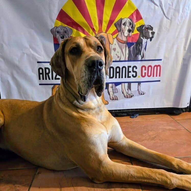 Great Dane Puppies breeder image 25